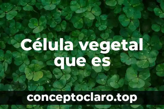 Que es una celula vegetal expilcacion 6 Célula vegetal que es