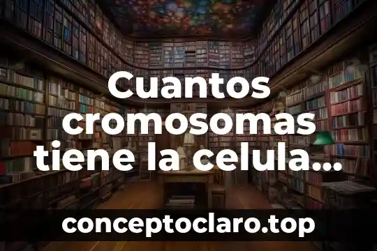 Cuantos cromosomas tiene la celula madre que es somatica