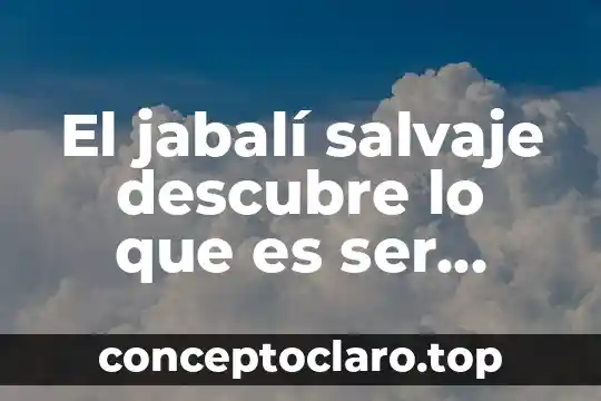 El jabalí salvaje descubre lo que es ser halagado