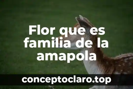 Que es petalos parte de la flor 4 Flor que es familia de la amapola