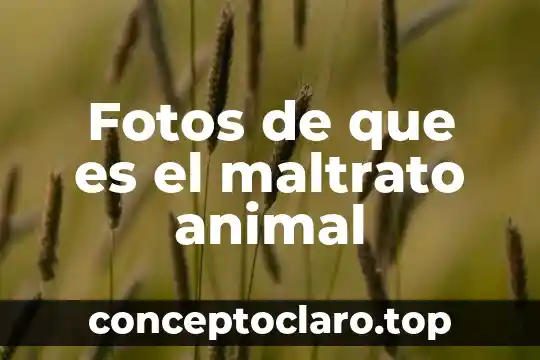 Fotos de que es el maltrato animal