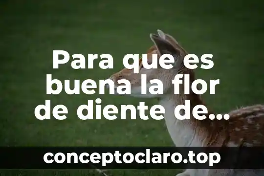 Que es petalos parte de la flor 8 Para que es buena la flor de diente de leon
