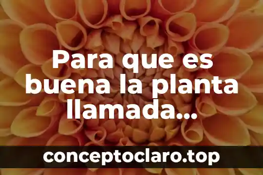 Qué es un layout de una planta 6 Para que es buena la planta llamada lavanda