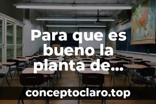 Para que es bueno la planta de vispera