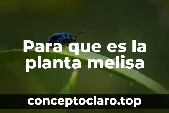 Para que es la planta melisa