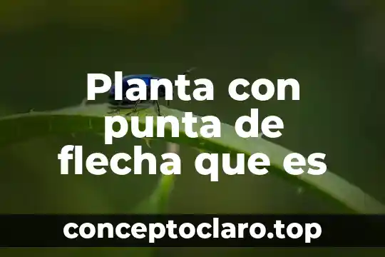 Planta con punta de flecha que es