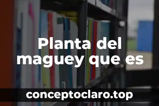 Planta del maguey que es