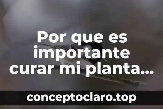 Por que es importante curar mi planta de marihuana