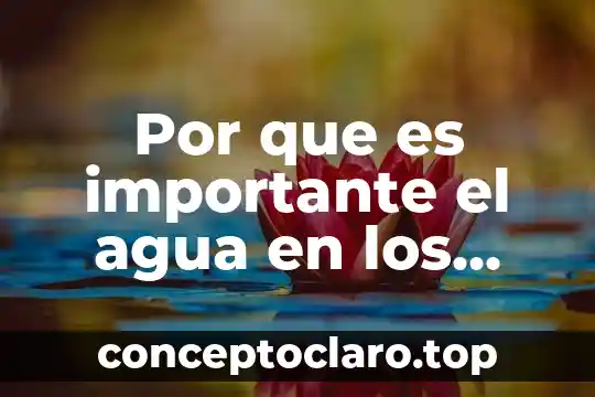 Válvula de agua que es 5 Por que es importante el agua en los alimentos