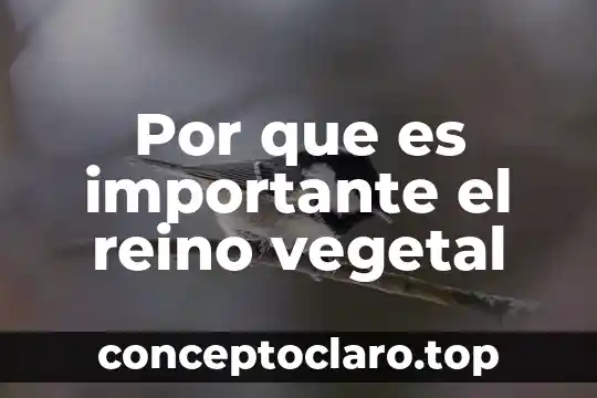 Que es una celula vegetal expilcacion 7 Por que es importante el reino vegetal