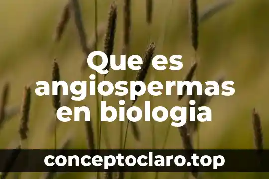 Que es angiospermas en biologia