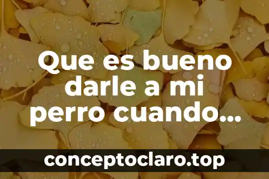 Significado de darle que es mole de olla 7 Que es bueno darle a mi perro cuando lo emvenena