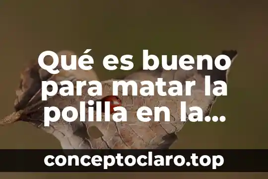 Qué es bueno para matar la polilla en la cocina
