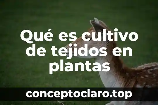 Por que es necesario un gerente general 3 Qué es cultivo de tejidos en plantas
