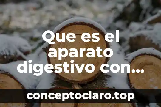 Que es el aparato digestivo con dibujo