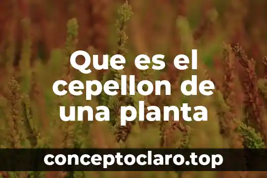Que es el tejido dermico de una planta 4 Que es el cepellon de una planta