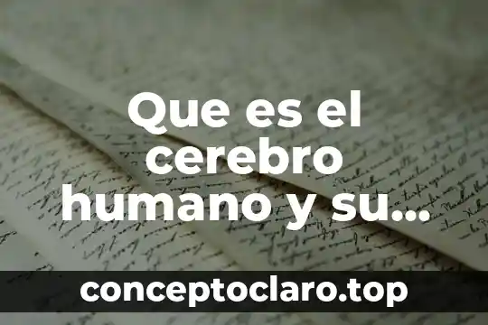 Que es el cerebro humano y su importancia