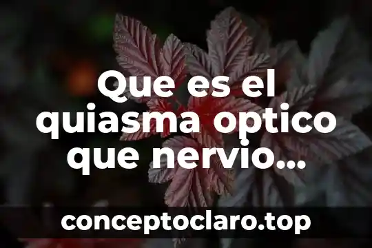 Que es el quiasma optico que nervio controla cada ojo