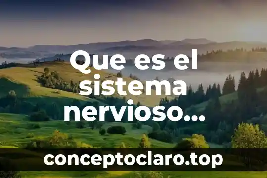Que es el sistema nervioso central y sus hemisferios