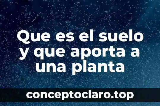 Que es el suelo y que aporta a una planta