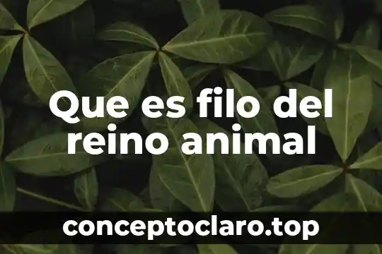 Que es filo del reino animal
