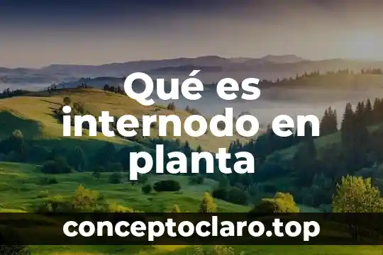 Qué es internodo en planta