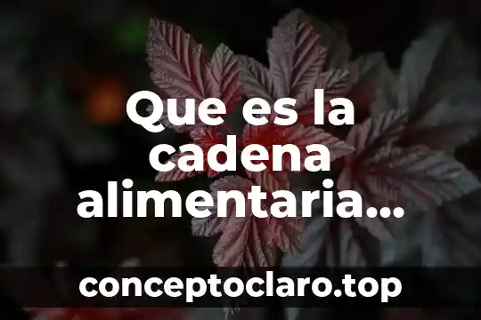 Que es la cadena alimentaria definicion