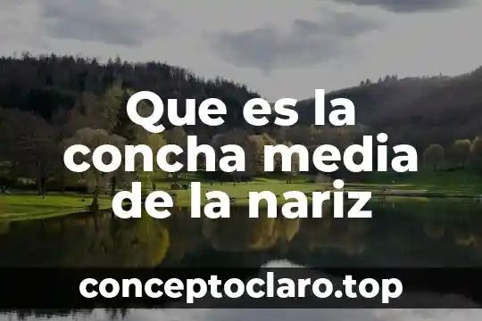 Qué es la media afiliación 8 Que es la concha media de la nariz