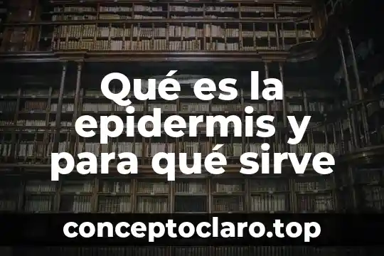 Podofilina qué es y para qué sirve 8 Qué es la epidermis y para qué sirve