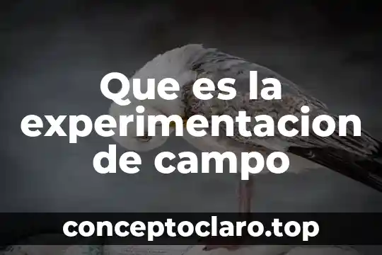 Que es un testigo en diseño de experimentacion 4 Que es la experimentacion de campo