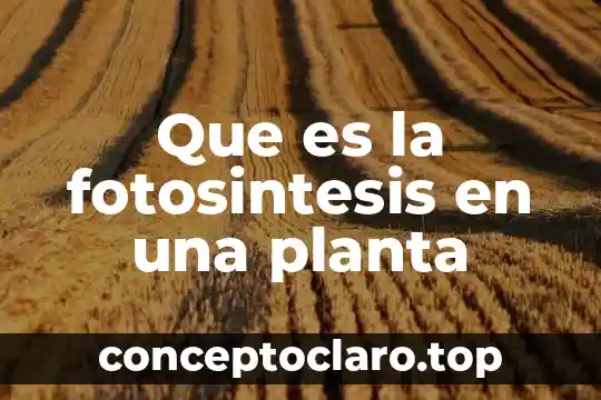 Que es la planta liberiana 5 Que es la fotosintesis en una planta