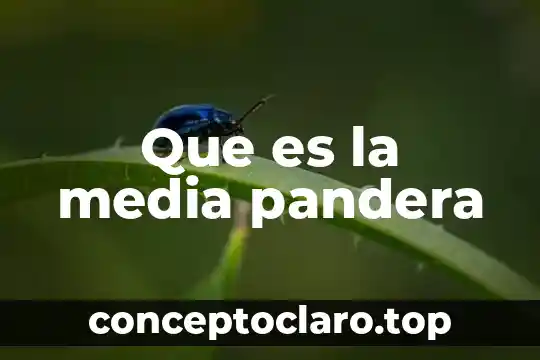 Qué es la media afiliación 3 Que es la media pandera