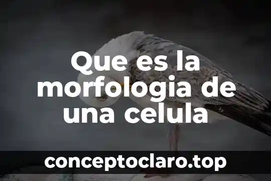Que es la morfologia de una celula