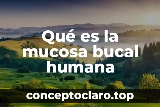 Vasco que es 4 Qué es la mucosa bucal humana