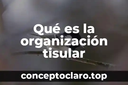 Que significa o que es un slave en informatica 7 Qué es la organización tisular
