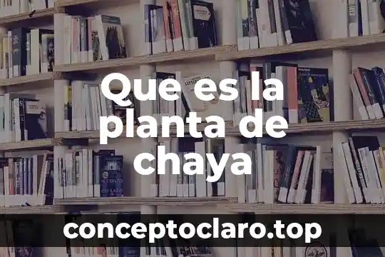 Que es la planta de chaya