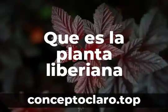 Que es la fotosintesis en una planta 5 Que es la planta liberiana