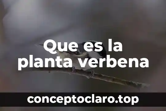 Que es la planta verbena
