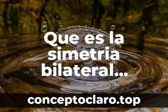 Que es la simetria bilateral concepto