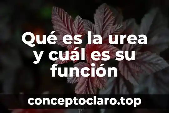 Que es filosofia y cual es su utilidad 8 Qué es la urea y cuál es su función