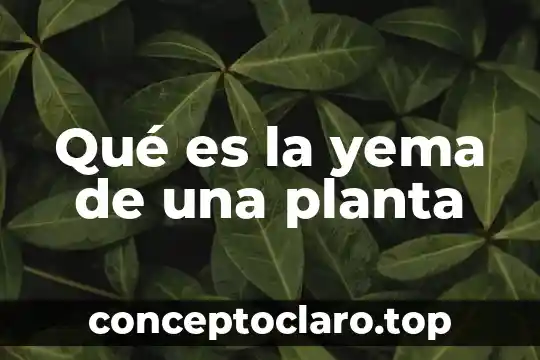 Que es la planta liston 4 Qué es la yema de una planta