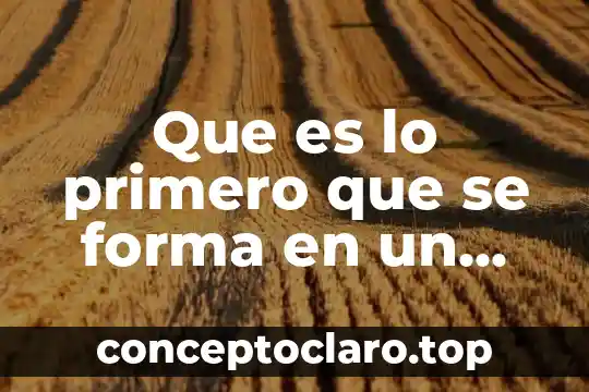 Que es lo primero que se forma en un embarazo