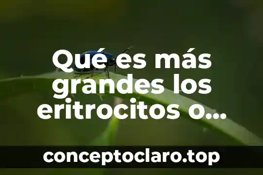 Qué es más grandes los eritrocitos o leucocitos