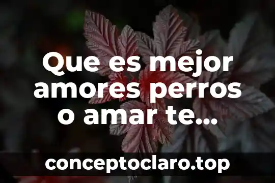 Que es mejor amores perros o amar te duele