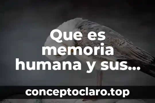 Que es el racismo tipos 6 Que es memoria humana y sus tipos