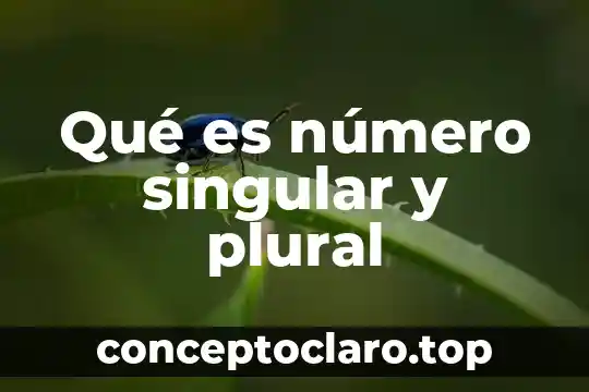 Qué es número singular y plural