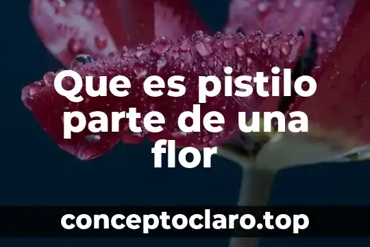 Que es petalos parte de la flor 7 Que es pistilo parte de una flor