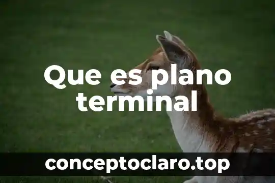 Que es plano terminal