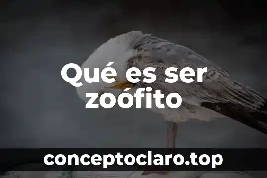 Que es ser jabonoso en colombia 4 Qu茅 es ser zo贸fito