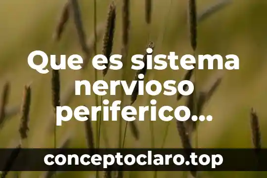 Que es sistema nervioso periferico psicologia